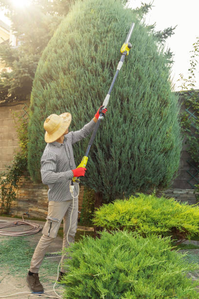 Best Tree Cutting Near Me  in St Joseph, MN